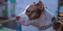 Padrone parte per le vacanze, il cane muore nel garage: nessuno gli ha portato cibo e acqua