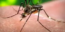 «West Nile circola nella zanzara Culex e negli uccelli. Il virus è arrivato in tutta Italia, anche al Sud»