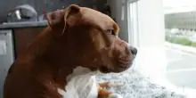 Parte per le vacanze e lascia il cane senza cibo né acqua: Diego trovato morto nel garage