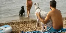 Vacanze con gli animali, regole e consigli per portare il proprio cane in spiaggia: «Un beneficio sia per lui che per il proprietario»