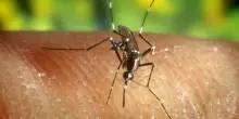 West Nile, donna morta a Roma: Filomena Giovangiulio era ricoverata con febbre alta. Sei casi nel Lazio, 2 pazienti gravi a Latina