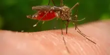 West Nile, una donna di Roma uccisa dal virus: era ricoverata con febbre in stato confusionale. Nel Lazio sei casi