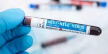 West NIle, casi (e morti) in crescita in Europa per il virus endemico in Africa: l'ondata del 2018 con 170 vittime