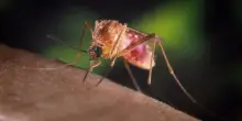 West Nile, l?incubo nel Lazio parte da Latina: tutti i contagi nella stessa provincia, sette casi e una vittima. A rischio anche gli animali