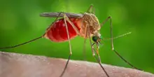 West Nile: come si trasmette il virus, le punture di zanzara, i sintomi e l'area dei contagi «che si è allargata». Cosa sappiamo