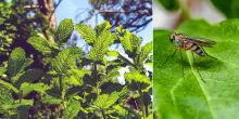 Zanzare, ecco le piante che respingono gli insetti: dalla menta alla lavanda fino all'asperula