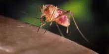 West Nile, cosa sta succedend? Dieci casi, il Ministero attiva la sorveglianza per contenere il virus