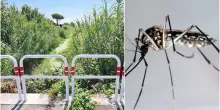 West Nile, paziente ricoverato in terapia intensiva a Latina. «Attivata una task force multidisciplinare»