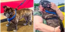 Cagnolina scompare durante l'uragano Harvey, Blue ritrova la sua famiglia 8 anni dopo: «Era a 480 km da casa, una storia straordinaria»