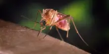 West Nile, è allarme nel Lazio: un paziente in terapia intensiva. Ecco come riconoscere i sintomi e proteggersi dalle zanzare infette
