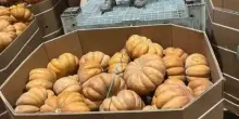 Napoli, droga dalla Spagna nascosta nelle zucche: il tracciamento tramite GPS