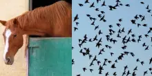 West Nile e Usutu Virus, la circolare del ministero della Salute: «Non solo zanzare, attenzione anche su uccelli e cavalli»