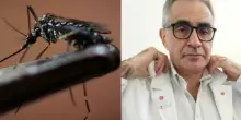 West Nile, Fabrizio Pregliasco: «Ormai il virus è endemico. "Colpa" di zanzare, cavalli, cani e tropicalizzazione delle città»