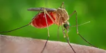West Nile, secondo gli esperti piogge e calore avrebbero favorito i focolai