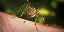 West Nile in Campania, ultime notizie: un caso sospetto a Salerno e altri tre sul litorale casertano