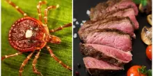 Allergia a carne e latticini causata da una zecca: «450mila casi in un anno». Sindrome di Alfa-Gal: cos'è e quali sono i sintomi