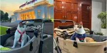 Scorta e passeggino da 6mila euro per il gatto del presidente dell'Indonesia: «Proteggo Bobby come la mia famiglia»