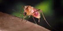West Nile, il bollettino settimanale dei contagi: 32 casi da inizio anno in Italia