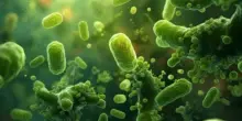 «Il batterio mangiacarne è letale e si trova anche in Italia». Dalla necrosi alle bolle emorragiche: cosa sappiamo su Vibrio vulnificus