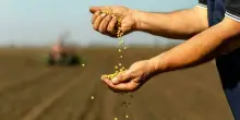 Bonus agricoltori, fino a 2.500 euro per imprenditori under 40: cos'è, come si chiede, come funziona