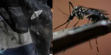 West Nile, Dengue e Chikungunya in Italia: i dati ufficiali dell'Iss. Francesco Rocca: «Il contagio avviene con zanzare normali»