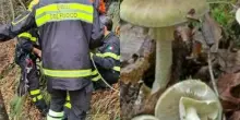 Esce per andare a raccogliere i funghi e non torna più a casa: uomo trovato morto nel bosco