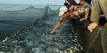Mediterraneo, triplicati i giorni di caldo record: nelle reti il 40% in meno di pesce, boom di specie aliene