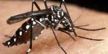 Virus Chikungunya, in Italia negli anni centinaia di casi autoctoni