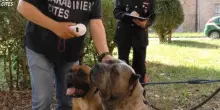 Aggredito dal suo cane corso tenta la fuga ma viene sbranato, professionista in ospedale: «È stato un incubo»