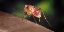 West Nile Virus, impennata di casi nel Lazio: allerta in Campania e Sicilia, stretta sui donatori di sangue. La mappa dei contagi