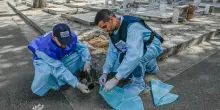 West Nile, gabbiani e cornacchie «possono influire su diffusione infezioni nelle città». Il parere di Rezza