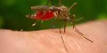 West Nile: «Gabbiani e cornacchie in città influiscono sulle infezioni». Gli uccelli come "serbatoio", i rischi e le aree più colpite