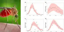 West Nile, quanto aumenteranno i casi? Quando è previsto il picco? L'anomalia dei cluster al Centro-Sud (non era mai successo)