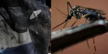 «West Nile? Almeno 10mila infezioni in Italia, la maggior parte asintomatiche. Questo virus è imprevedibile»