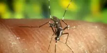 West Nile ad Avellino, altri due casi sospetti all'Ospedale Moscati