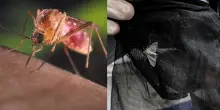 West Nile continua a correre, nuovi casi a Latina: il virus sbarca anche a Napoli. «Ci sono pazienti in terapia intensiva»