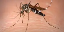 Virus dalle zanzare, da West Nile a Chikungunya e Dengue: differenze, sintomi e rischio. Come proteggersi