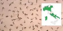 West Nile, tre morti in un giorno: nel Lazio 21 nuovi casi, la mappa aggiornata dei contagi nelle Regioni