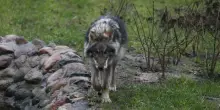 Lo zoo danese: «Dateci i vostri animali domestici "indesiderati" vivi, saranno cibo per i nostri predatori»