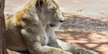 «Donate i vostri animali domestici per far mangiare i nostri leoni»: l'appello choc dello zoo ai cittadini