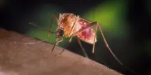 West Nile, 145 casi confermati nel 2025: 59 con forme gravi, 12 morti. Lazio e Campania i focolai principali. Nord meno colpito per il clima instabile