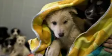 Cani chiusi in gabbia dai proprietari 60enni, lasciati senza cibo e acqua per giorni: 3 su 4 sono morti di stenti. Cosa rischia la coppia