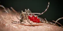 West Nile, ottavo decesso nel Lazio: morto un 80enne ricoverato a Latina