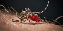 West Nile, ottava vittima nel Casertano: morto un pensionato di 83 anni