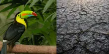 Gli uccelli tropicali stanno scomparendo, l'allarme degli esperti: cambiamento climatico e ondate di calore le cause