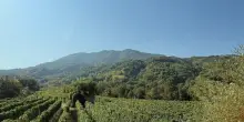 Lacryma Christi e piennolo i raccolti scampati ai roghi