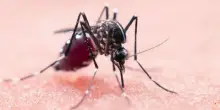 Virus West Nile, altri due casi in provincia di Frosinone: sono ricoverati in terapia intensiva