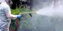 West Nile, l'Italia il Paese europeo più colpito: 80% dei casi e 274 infezioni registrate