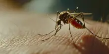 West Nile, nel Lazio due morti (a Cassino e a Latina) e 8 nuovi casi del virus. Il bollettino