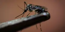 West Nile uccide ancora nel Lazio: due vittime e otto nuovi casi